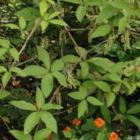 Dioscorea pentaphylla L.